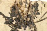 Fossil Fish Jaw and Bones in Rock - Asfla, Morocco #270946-1